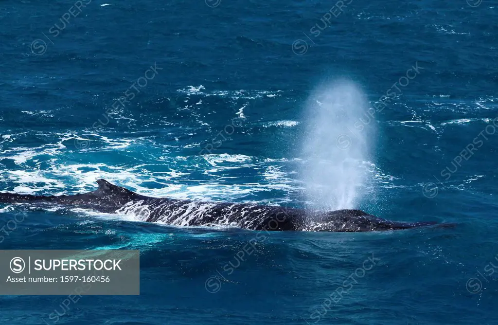 Whale, humpback whale, fish, animal, Hervey Bay, Queensland, Australia, sea, whale watching, boat, boat trip, endangers, Humpback Whales, season, Sept...