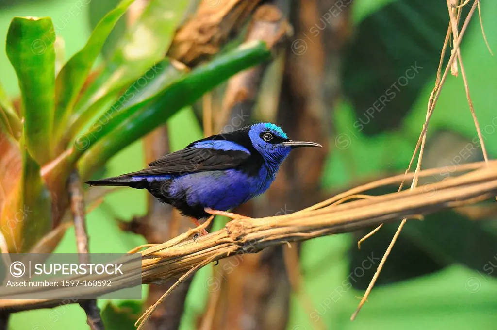 Bird, blue, branch, red_legged honeycreeper, cyanerpes cyaneus