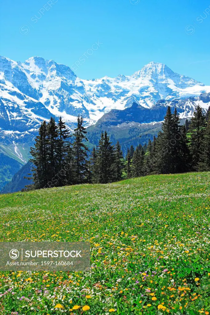 Travel, Geography, Nature, Swiss Alps, Jungfrau, Europe, Switzerland, Bern, Bernese Oberland, Mürren, Mountain, Snow, Meadow, Tranquil, Idyllic, Sceni...