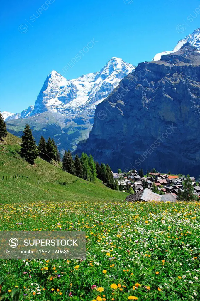 Travel, Geography, Nature, Swiss Alps, Jungfrau, Europe, Switzerland, Bern, Bernese Oberland, Mürren, Mountain, Snow, Meadow, Tranquil, Idyllic, Sceni...
