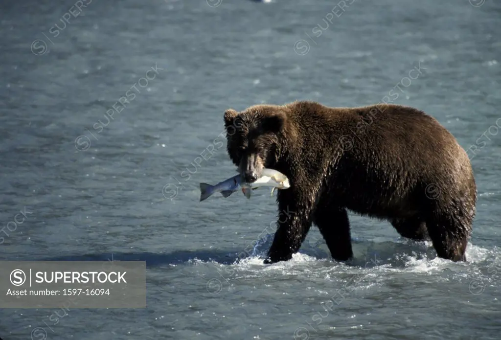 Alaska, animal, animals, bear, Brown bear, fish, Katmai Coast, Katmai, national park, prey, river, salmon, Shelikof