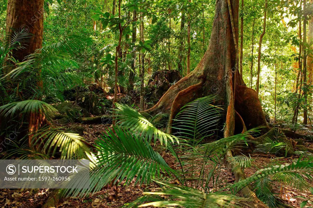 Mossman Gorge, gulch, Daintree, National park, Queensland, Australia, primeval forest, rain forest, jungle, wood, forest, humid, moist, old, plants, n...
