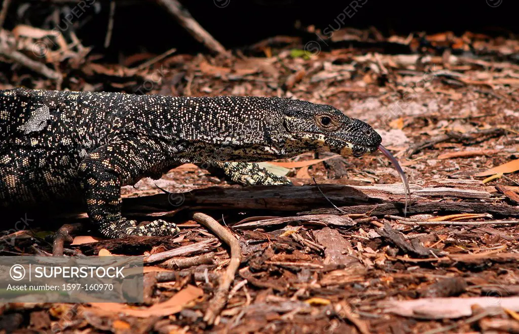 Waran, Lizard, tongue, saurian, toxic, leather, claws, bite, tail, great saurian, reptile, poison, bite, pattern, Whitsunday Island, Whitehaven Beach,...