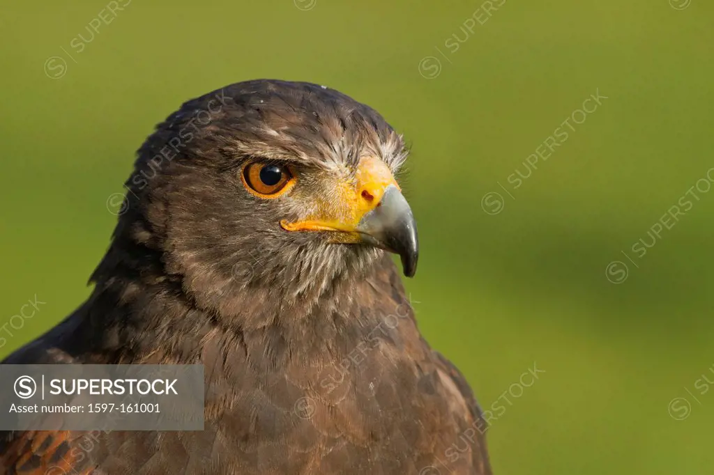 Wild buzzard, buzzard, Parabuteo unicinctus, Harris Hawk, hawk_like, Accipitridae, portrait, beak, bird, see, look, look, sight, eye, bird,