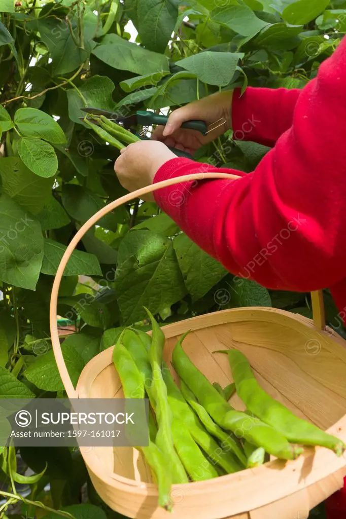 woman, 50s, MR, cutting, collecting, runner beans, harvesting, vegetable, food, grow your own, wooden trug, trug, Wirral, Cheshire, England, UK, Unite...