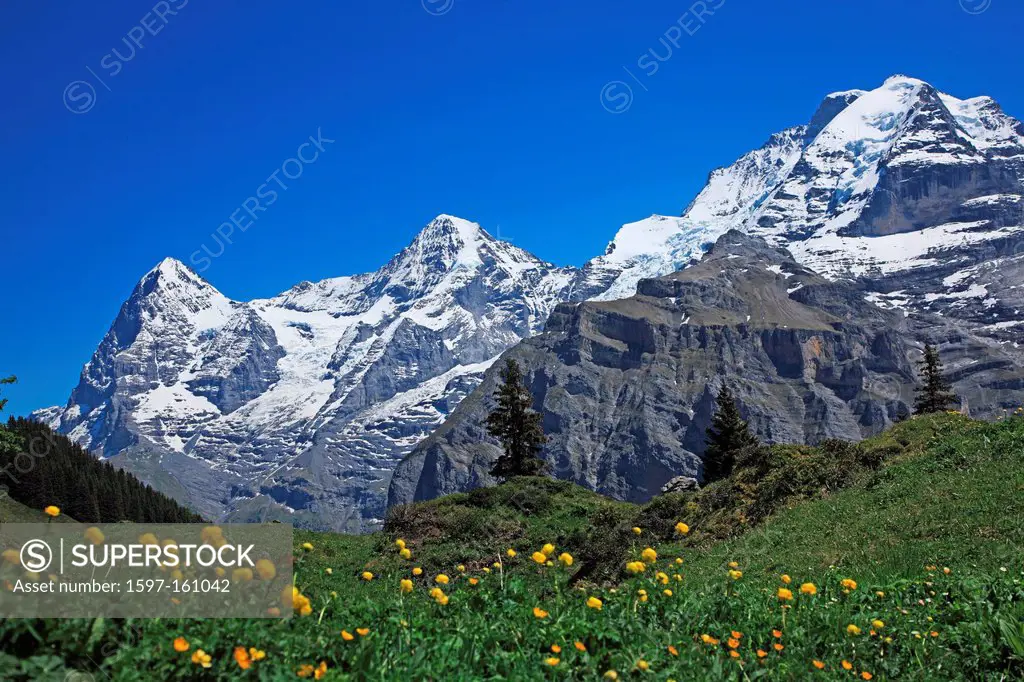 Travel, Geography, Nature, Swiss Alps, Jungfrau, Europe, Switzerland, Bern, Bernese Oberland, Mürren, Mountain, Flower, Snow, Meadow, Tranquil, Idylli...