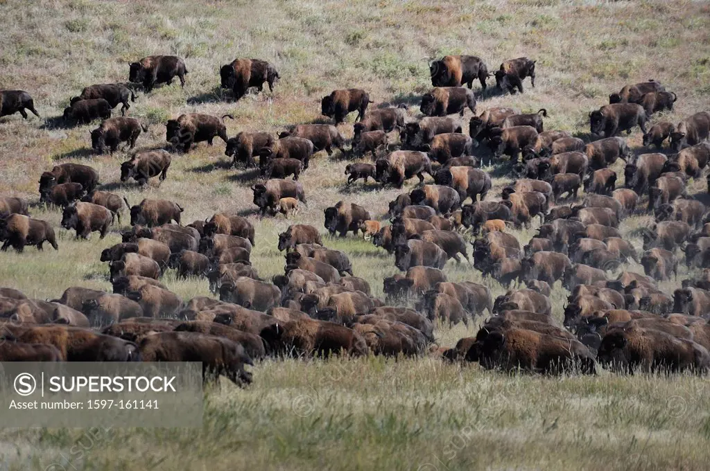 Stampede, Bos Bison, Buffallo, animal, Buffalo Roundup, Custer, State Park, Bison, Prarie, herding, Black Hills, South Dakota, USA, United States, Ame...