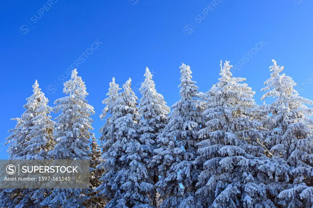 Alps, trees, sky, snow, Switzerland, Europe, sun, sunshine, fir, firs, fir wood, wood, forest, winter, blue, sunny, snow_covered, snowy,