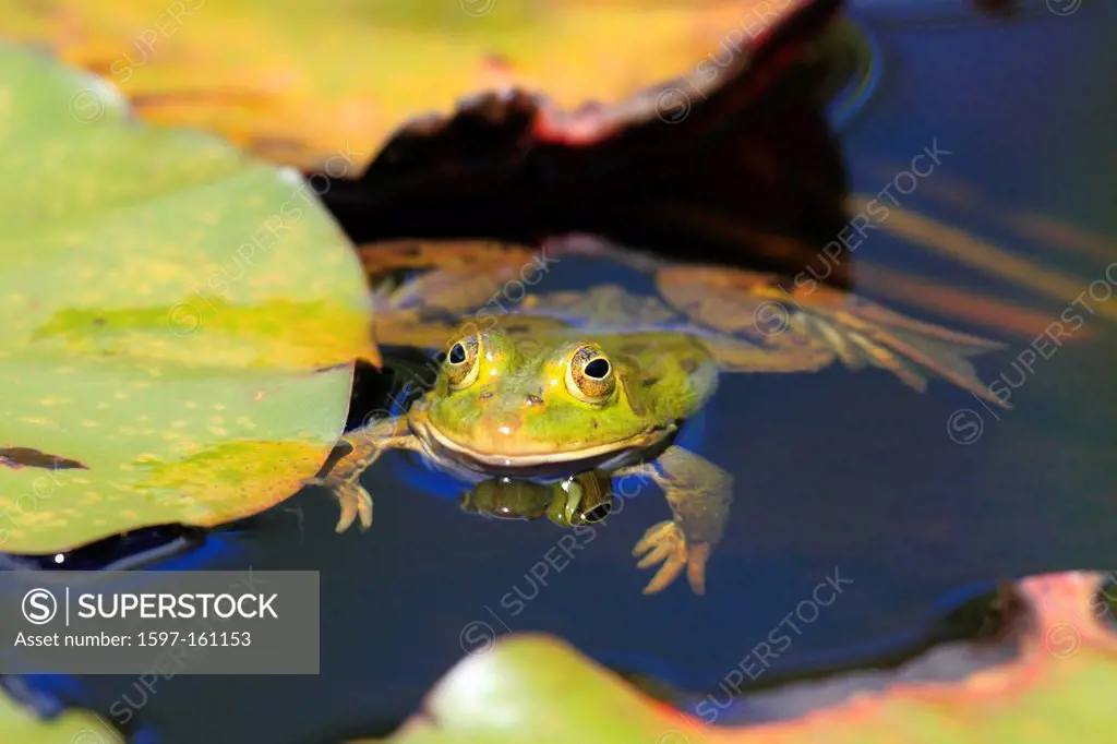 1, frog, spring, males, portrait, Rana esculenta, Switzerland, Seleger moor, pond, water, water frog, pond, Zurich, one, green, water, male, swim,