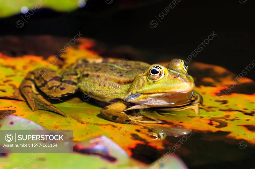 1, frog, spring, males, portrait, Rana esculenta, Switzerland, Seleger moor, pond, water, water frog, pond, Zurich, one, green, water, male, swim,