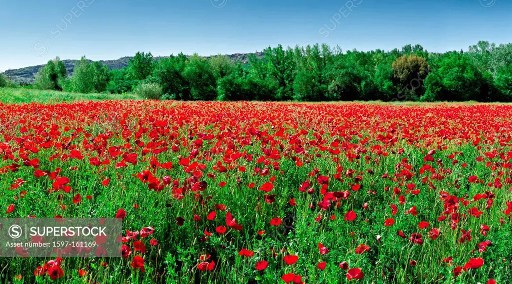 Field, poppy, red, green, Volterra, Italy, Europe, Tuscany, Toscana,
