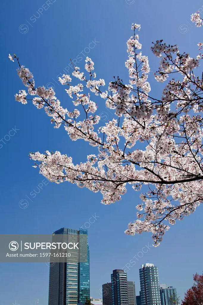 Japan, Asia, holiday, travel, Tokyo, City, Tokyo, Skyline, Cherry Blossoms, spring, tree