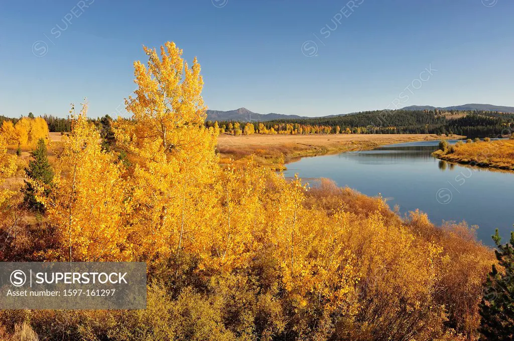 Aspen, autumn, colors, foliage, Oxbow Bend, Snake River, foliage, Grand Teton, National Park, Wyoming, USA, United States, America, North America, riv...
