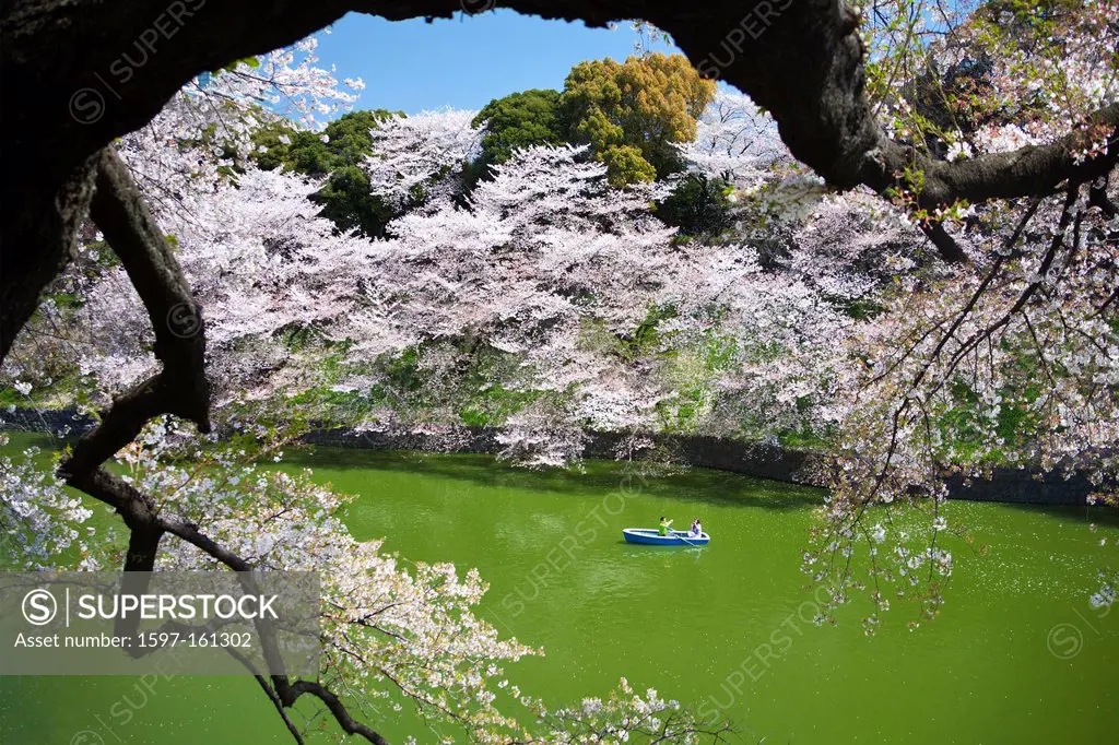 Japan, Asia, holiday, travel, Tokyo, City, Cherry Blossoms, Chidorigafuchi, downtown, flowers, Japanese, park, pond, spring