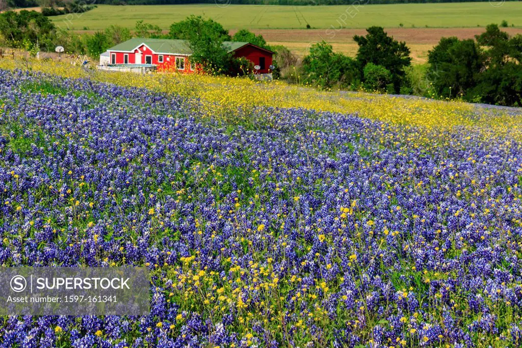 Ennis, Lupinus texensis, Texas, USA, biennial plant, bluebonnets field, spring, plants, agriculture, farm