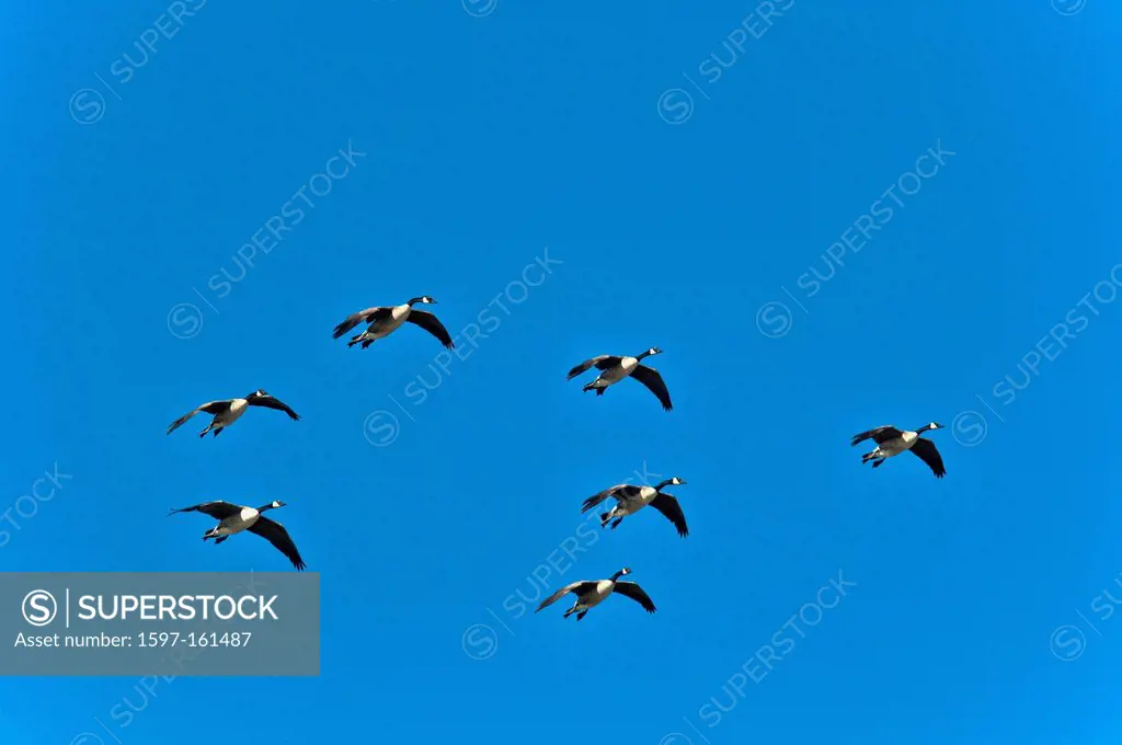 Canada geese, gilbert riparian, preserve, Arizona, USA, Vereinigte Staaten, Amerika, geese, flying, sky