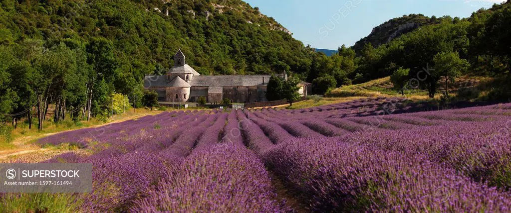 Abbaye de Senanque, Gordes, Provence, France, Vaucluse, abbey, cloister, church, lonely, produced, quietly, lavender, agriculture, lavender field, mau...
