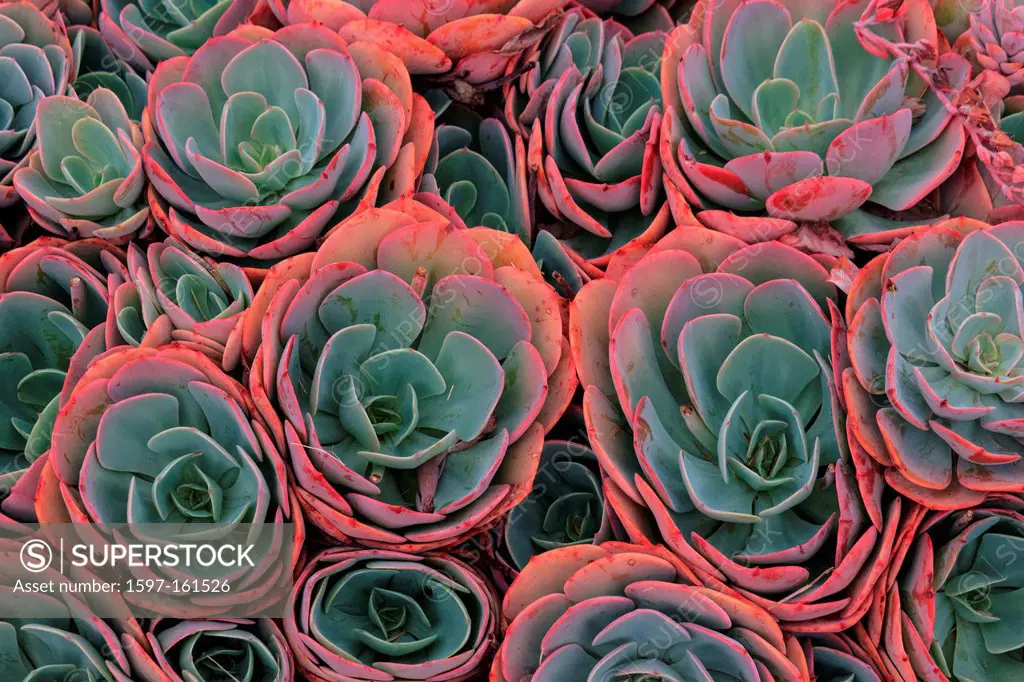 Aeonium haworthii, Australia, Ballarat, Haworth´s aeonium, Victoria, pinwheel, stonecrop, succulent, plant
