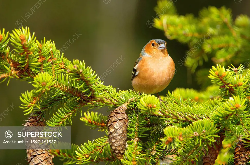 Europe, Sweden, Hamra, animals, bird, passerine bird, finch, ghaffinch, Fringilla coelebs, on pine