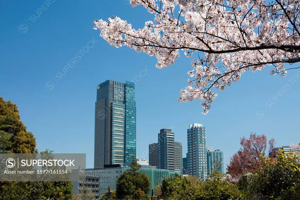 Japan, Asia, holiday, travel, Tokyo, City, Tokyo, Skyline, Cherry Blossoms, spring, tree