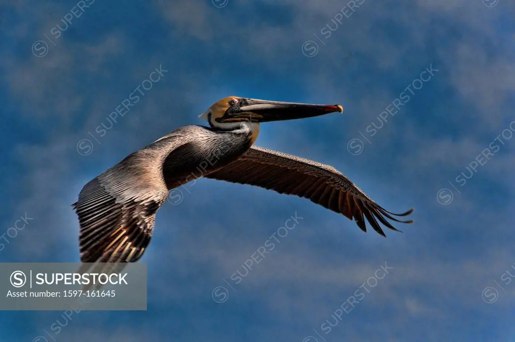 white, pelican, pelecanus erythrorhynchos, Rockport, Texas, USA, America, United States, flying