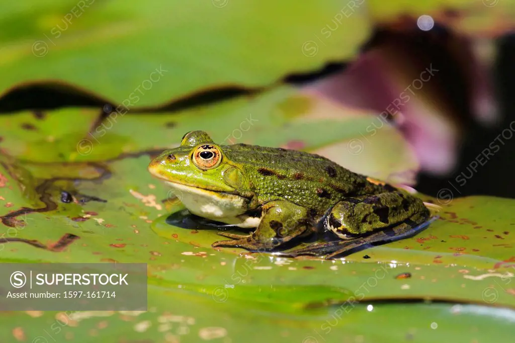 1, Leaf, leaves, frog, spring, male, portrait, Rana esculenta, Switzerland, lake, water lily, Seleger moor, pond, water, water frog, pond, Zurich, abs...