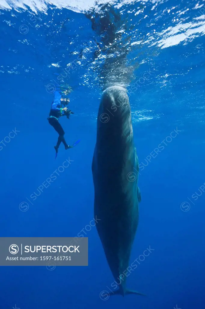 Sperm Whale and Skin diver, Physeter macrocephalus, Caribbean Sea, Dominica