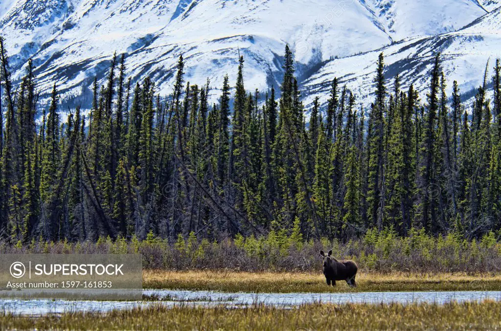 moose, kluane, national park, Yukon, Canada, nature