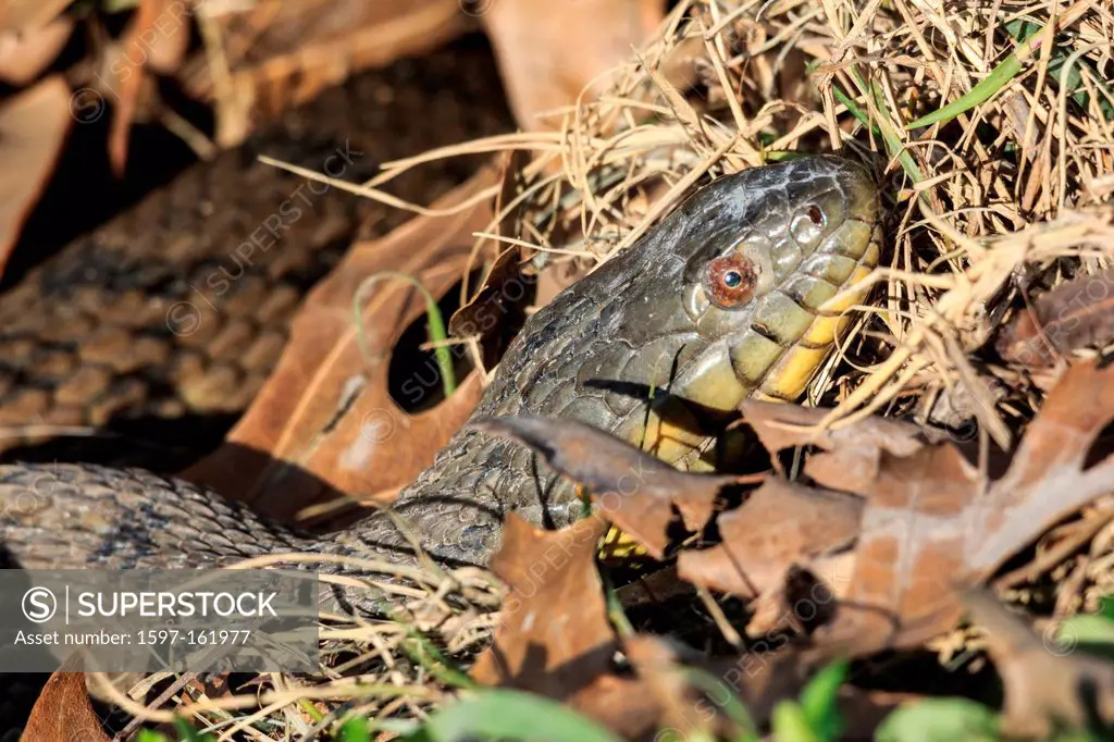 Diamondback Water snake, Duck Creek, Nerodia rhombifer, Reptile, Texas, USA, aquatic, watersnake, snake