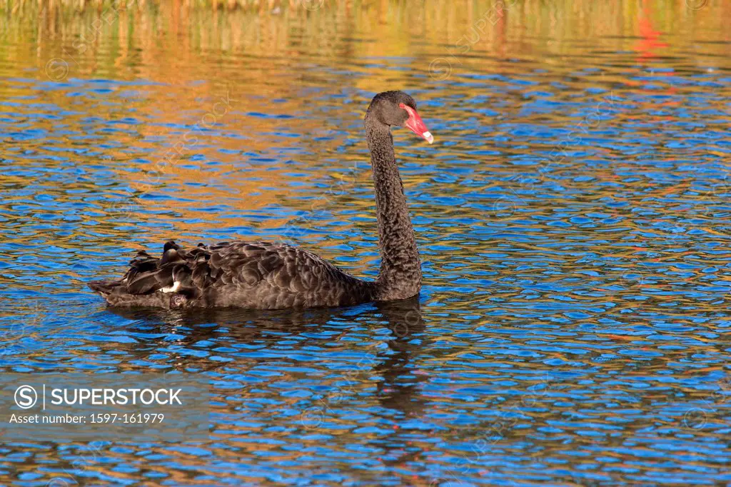 Australia, Ballarat, Cygnus atratus, Lake Wendouree, Victoria, black swan, swan, bird,
