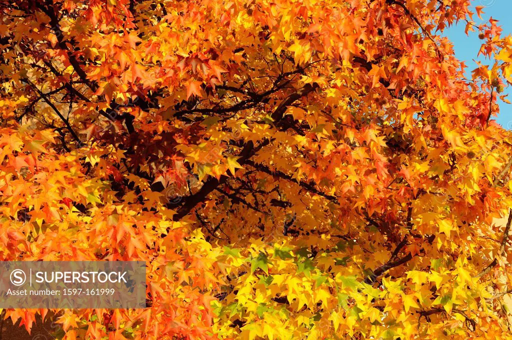 Autumn, leaves, colors, autumn, foliage, red, yellow, maple, Switzerland