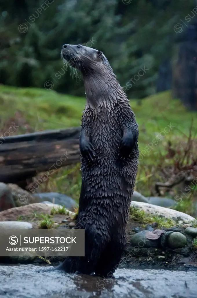river otter, lutra canadensis, otter, animal, USA, United States, America,