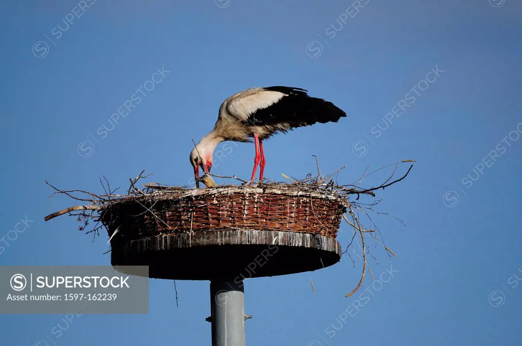 White Stork, Ciconia ciconia, Ciconidiidae, Stork, bird, animal, juvenile, nest, vomitting, food, Müritz, National Park, Mecklenburg-Vorpommern, Germa...