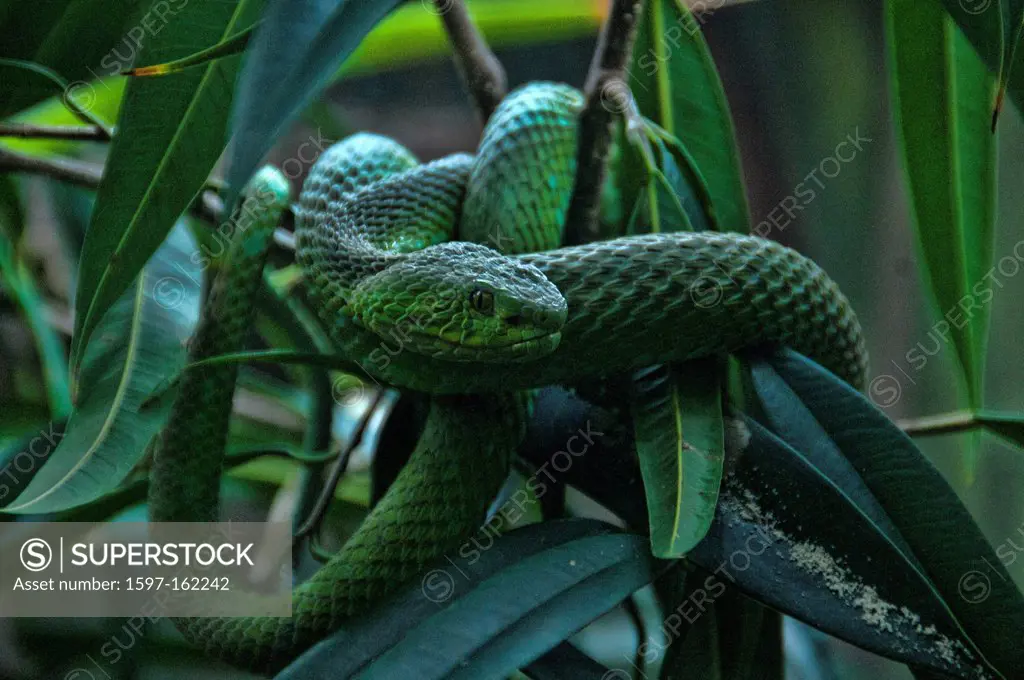 western green mamba, dendroaspis viridis, green mamba, mamba, snake, animal