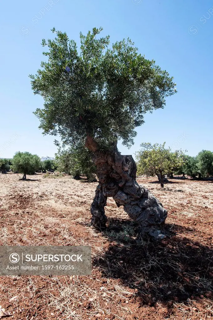Italy, Puglia, Europe, Olive trees, old, trees, Olive, agriculture