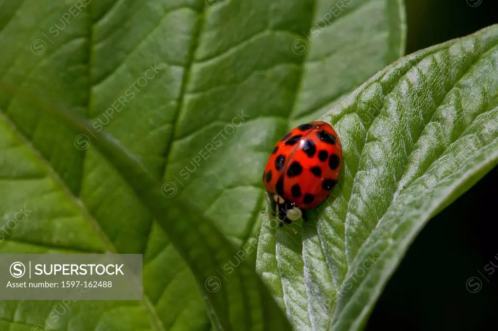 Ladybugs, red, luck, happy, lucky charm, insect, insects, garden, beetles