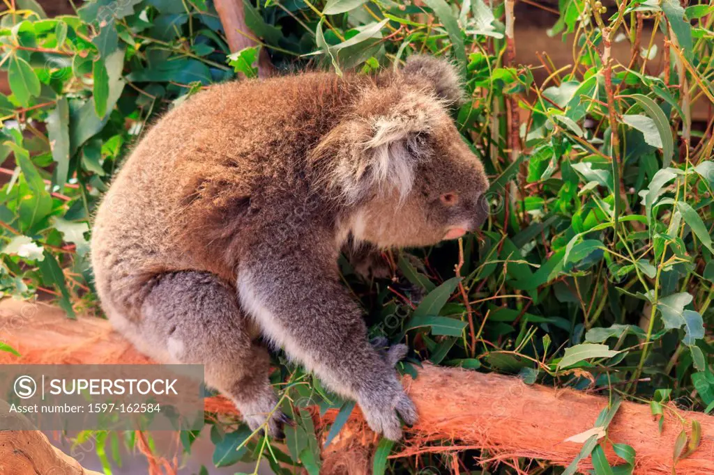 Australia, Ballarat, Ballarat Wildlife Park, Koala, Phascolarctidae, Phascolarctos cinereus, Victoria, arboreal herbivorous marsupial, eucaliptus, fee...