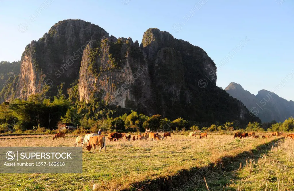 Laos, Asia, Vang Vieng, agriculture, cows, mountain, field