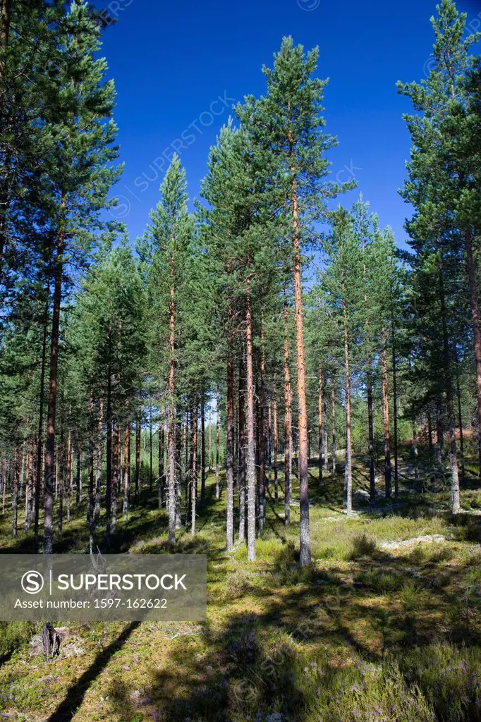 Scandinavia, Finland, north, Europe, Northern Europe, country, travel, vacation, wood, forest, landscape, trees, firs,