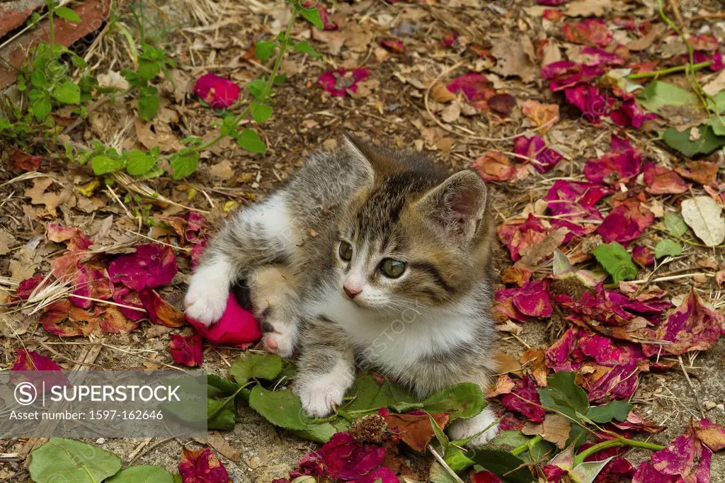 Animal, cat, kitten, young, garden, domestic animal, pet, meadow, blossoms, leaves,