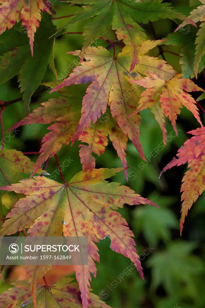 Fall, maple, colors, yellow, red, leaves, discoloration, fall colors, trees, nature,