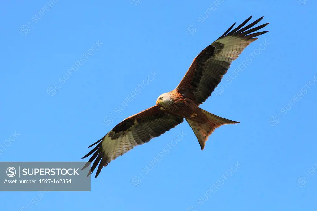 1, fauna, flight, wings, sky, kite, Milvus milvus, nature, uplands, bird of prey, red kite, Switzerland, bird, Zurich Oberland, Zurich, blue, blue sky...