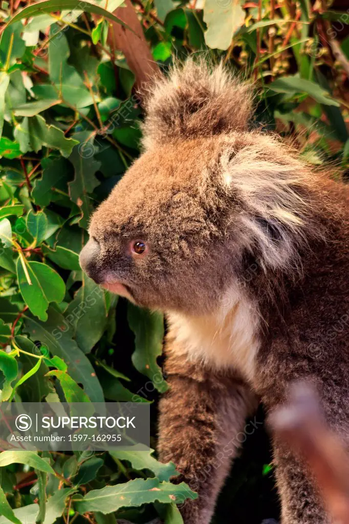 Australia, Ballarat, Ballarat Wildlife Park, Koala, Phascolarctidae, Phascolarctos cinereus, Victoria, arboreal herbivorous marsupial, eucaliptus, fee...