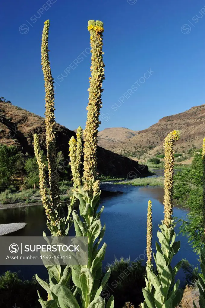 North Fork, John Day River, Kimberly, Oregon, USA, United States, America, North America, flower, plant,