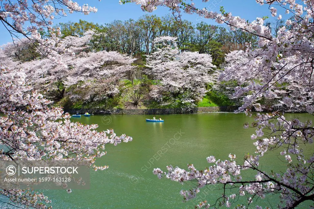 Japan, Asia, holiday, travel, Tokyo, City, Cherry Blossoms, Chidorigafuchi, downtown, flowers, Japanese, park, pond, spring