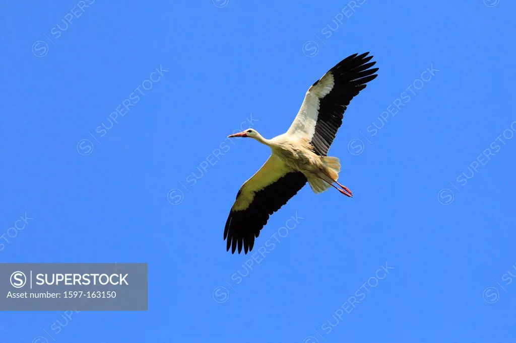 Ciconia ciconia, flight, wing, sky, Oetwil am See, Switzerland, summer, span, stork, bird, white stork, Zurich, blue, blue sky, one, flying,