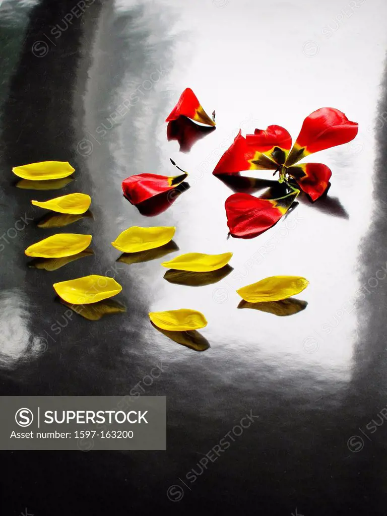 Flowers, plants, cut flowers, tulips, petals, leaves, red, yellow, alienated