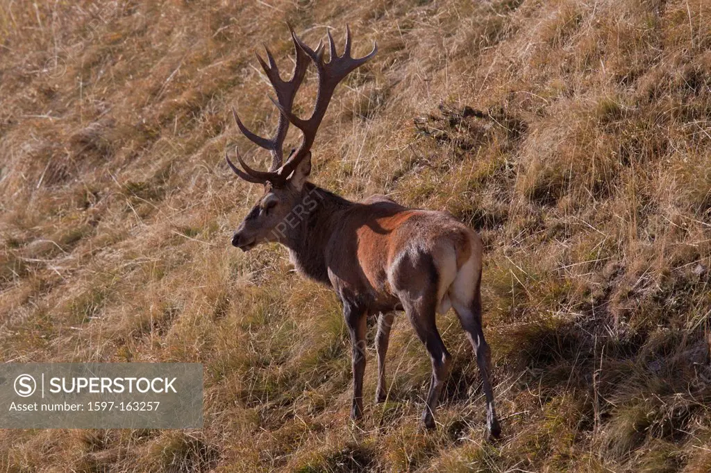 Graubünden, Grisons, Switzerland, animal, red deer, Cervus elaphus, game, antlers, grass, deer, stag,