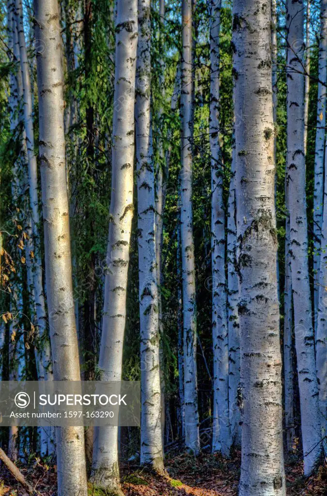 aspen, trees, Fairbanks, Alaska, USA, United States, America, leaves