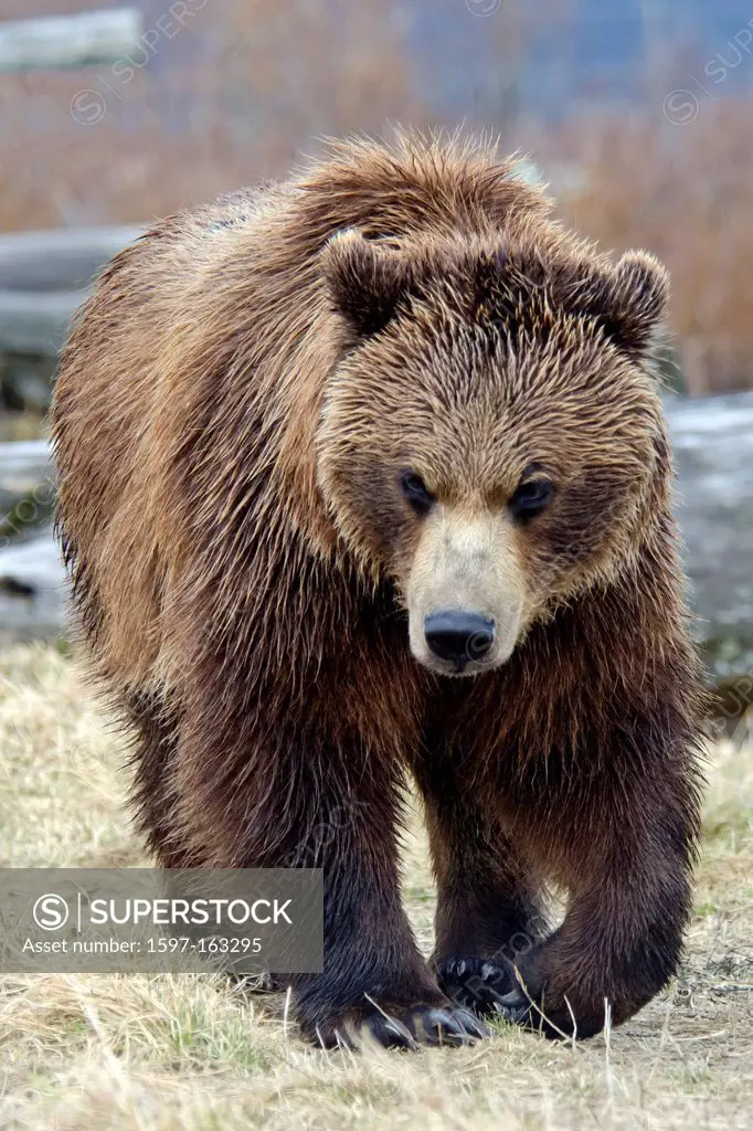 brown bear, Alaska, USA, United States, America, bear, animal